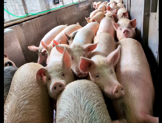 スクリーンショット 2026-04-13 163310