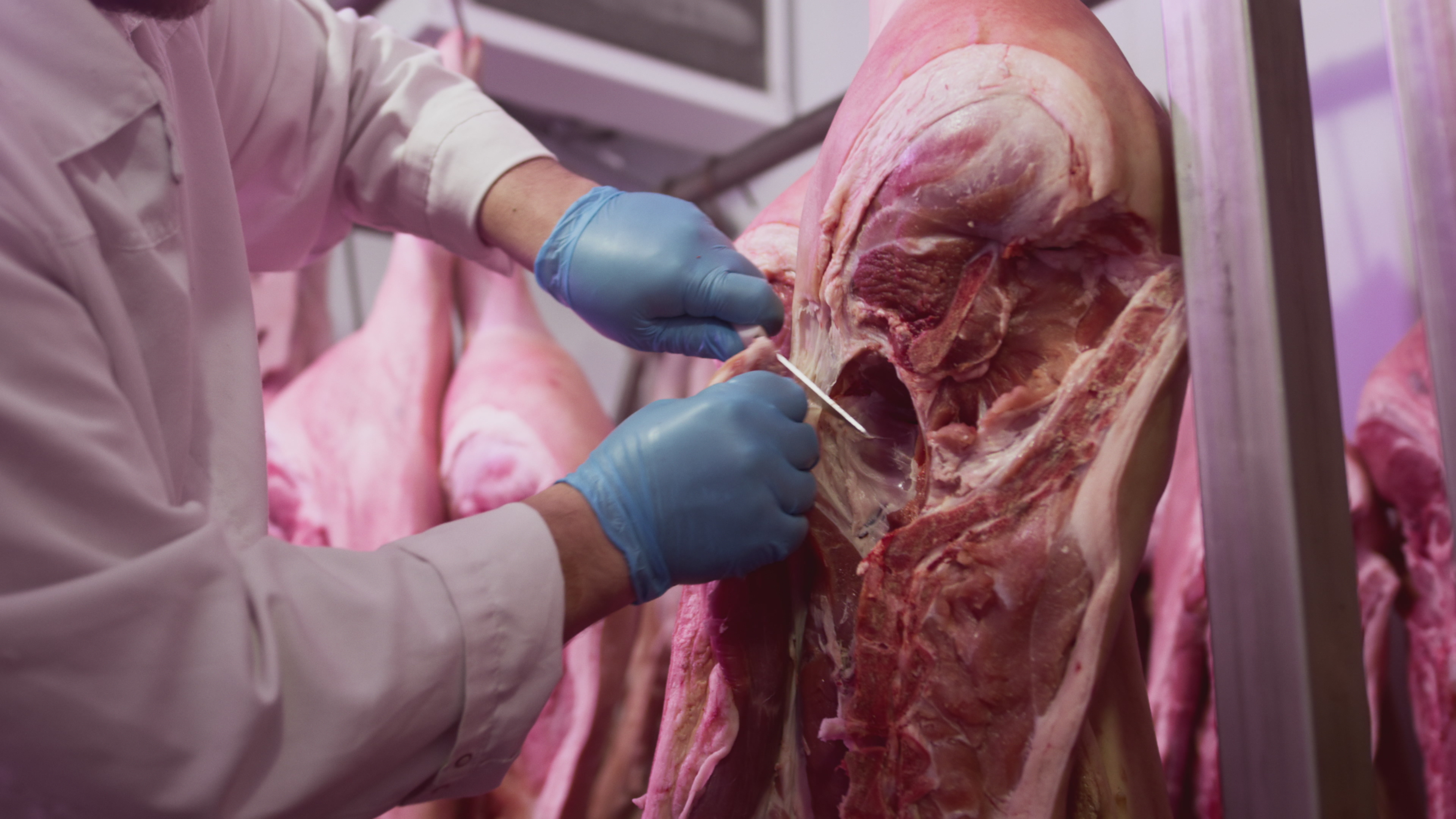 Industrial processing of meat. A man cook butcher cuts off the carcass of an animal in a butcher's shop with a knife. Production for restaurants